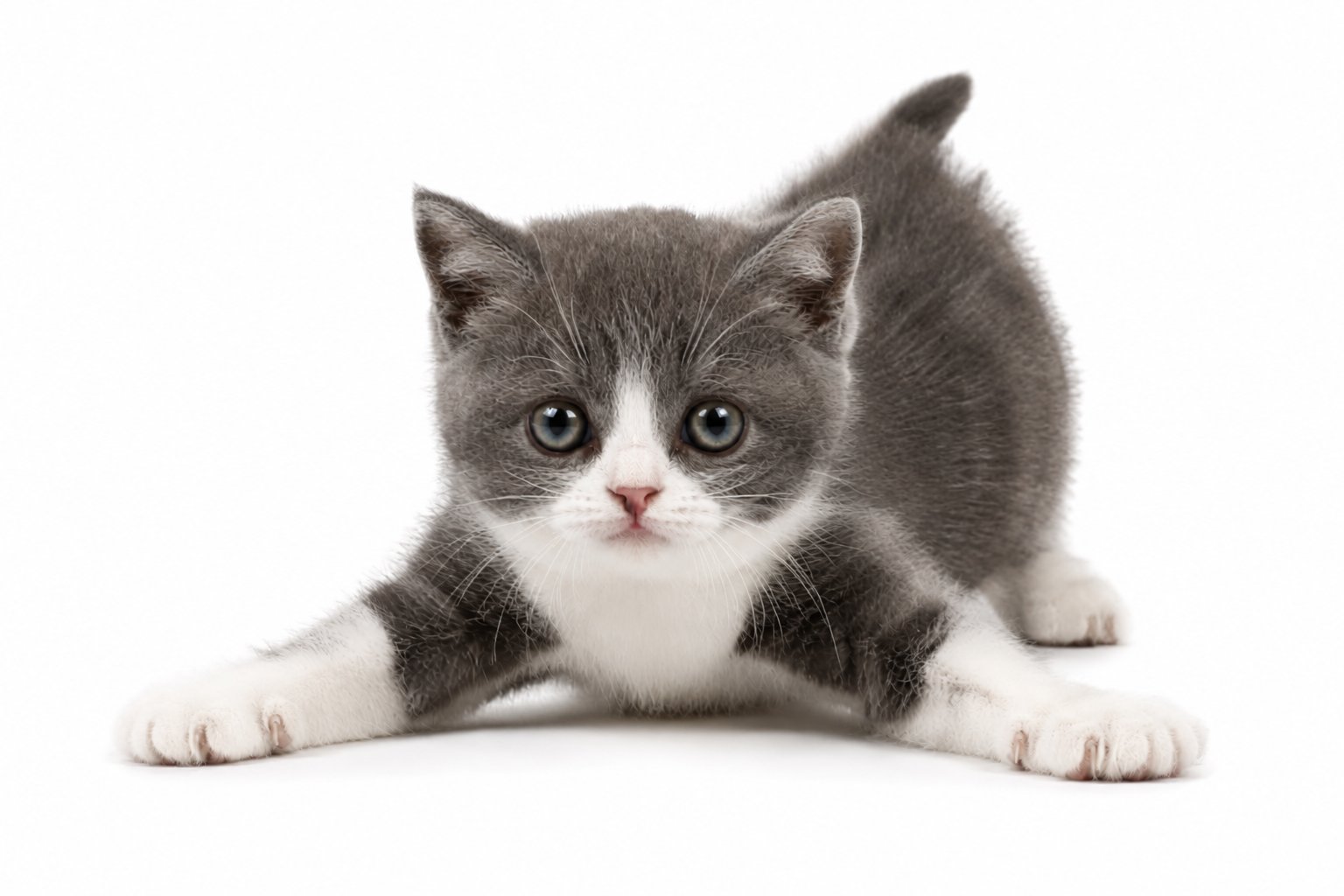 home cat sitting and visits haywards heath